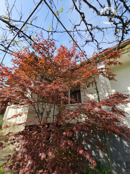 PREDANÉ - Rodinný dom s typickou zemplínskou architektúrou